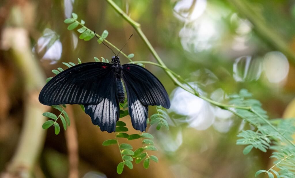 Black Butterfly Symbolic Meaning