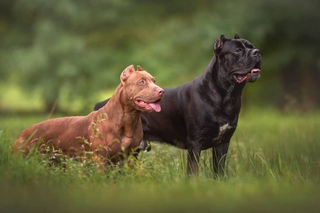 Cane Corso Pitbull