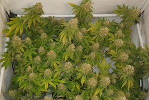 Royal Queen Seeds USA