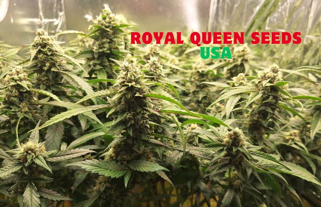 Royal Queen Seeds USA